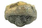 Long Enrolled Morocops Trilobite - Morocco #252743-1